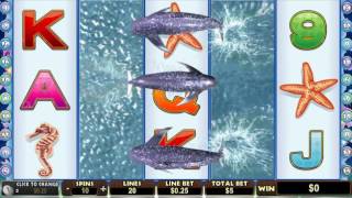 Dolphin Reef Free Games - Super Huge Big Win screenshot 1