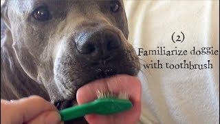 Brushing your dog's teeth - quick & easy tutorial!
