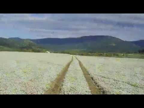 Video: Meadowfoam Plantepleie: Tips for dyrking av Meadowfoam i hager