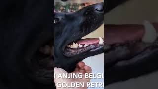 Alta si Malinois Hitam