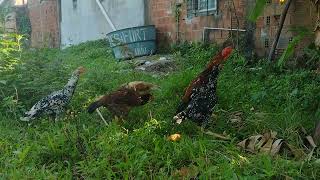 Galo e galinhas índio bico curto cores variadas