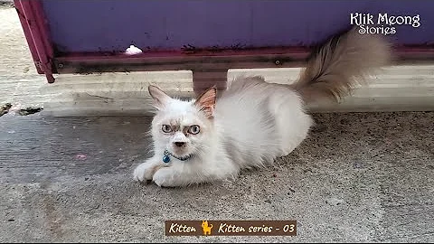 Watch the video about House-Kitten Happy when Invited to Play Outside House🐈Smart to Go Home Alone 😻