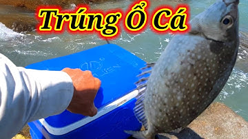 VƯƠNG LT VLOG | trải nghiệm câu cá biển nhơn hải _nấu ăn tại gành cùng anh,em