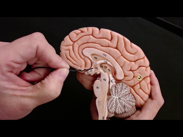 Brain Anatomy and Function Quiz