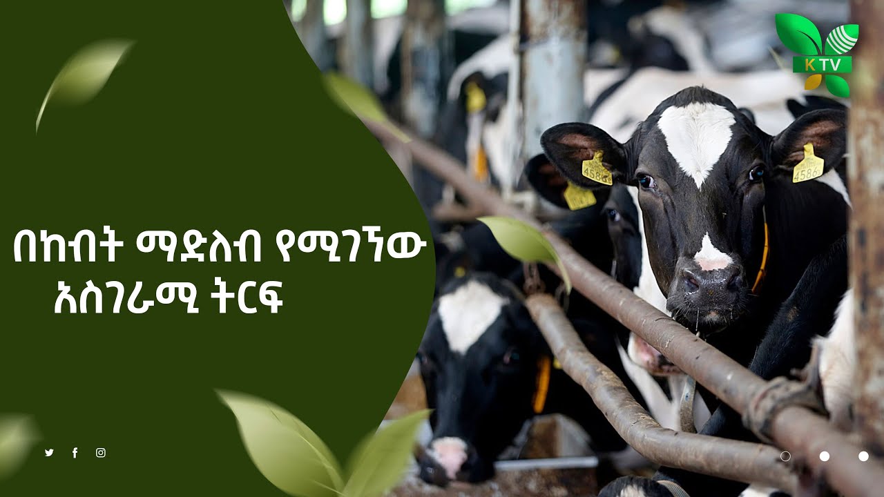 በከብት ማድለብ የሚገኘው አስገራሚ ትርፍ