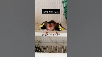 مقنين شارمار حبة 