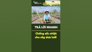 Chống sốc nhiệt cho cây dưa lưới #shorts #rau_màu