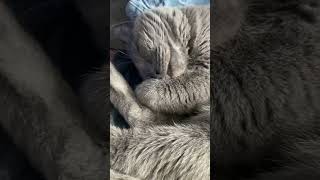 Sleep sleep sleep #sleepycat #bars #cozynap
