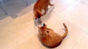 Cats fight over Catnip Stick