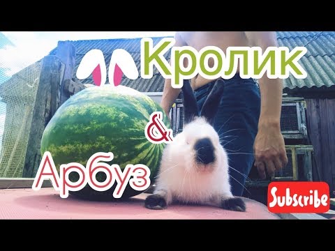 Арбуз. Можно ли Кормить Кролика Арбузом | Дневник Кроликовода №27 | Арболитич