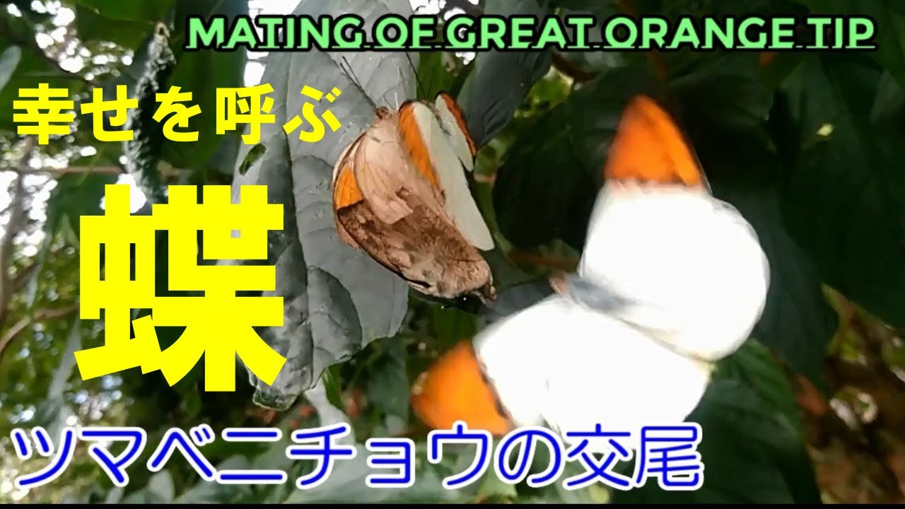 蝶になる 蝶ヶ崎ほのめ 蝶ヶ崎ほのめ ｜ Z/X - Zillions