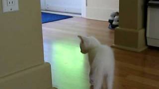 Cat Meets Kitten.AVI
