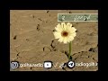 گلهای صحرایی برنامه شماره 2 گلهای صحرایی برنامه شماره 2