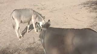 Happy donkeys