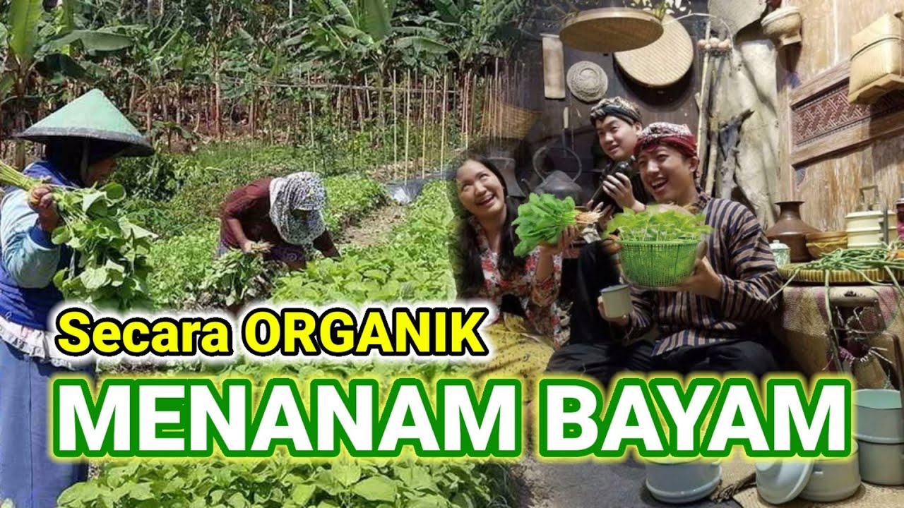 MENANAM BAYAM SECARA ORGANIK