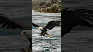 Eagle flip’s upside down and flies in perfectly for its catch.