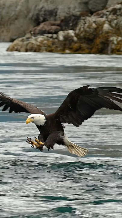 Eagle flip’s upside down and flies in perfectly for its catch.