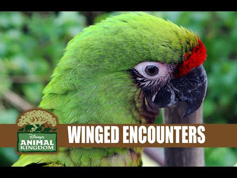 Winged Encounters Disney's Animal Kingdom Bird Show Flying Macaws - YouTube