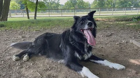 How to keep your pet safe from the heat during the dog days of summer - DayDayNews