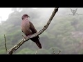 POMBA-AMARGOSA (Patagioenas plumbea)