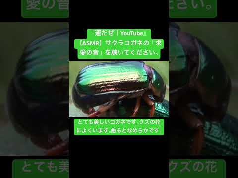 【ASMR】サクラコガネの「求愛の音」を聴いてください。 #sdgs #クワガタ #虫の音 #insects #sound #昆虫 #bug #yt #カブトムシ #mating #video