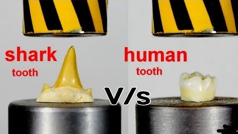 human teeth vs shark teeth vs Hydraulic press #short
