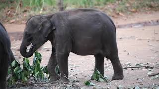 Sri Lanka Elephant Transit Home