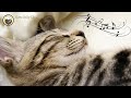 Musique pour apaiser les chats  mlange de musique relaxante pour chats  musique calme au piano