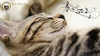 Calming Music for Cats ♬ Relaxing Cat Music Mix ♬ Calm Piano Music