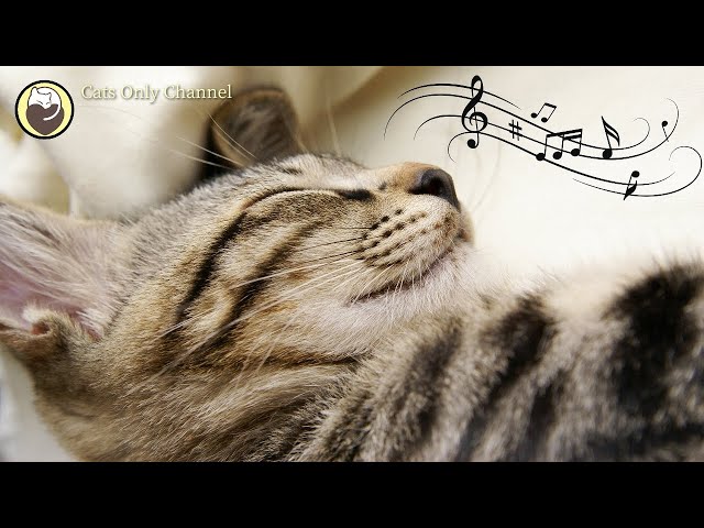 Calming Music for Cats ♬ Relaxing Cat Music Mix ♬ Calm Piano Music class=