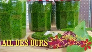 PESTO AIL DES OURS