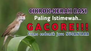 Burung Kerak Basi/Cikrok Gacor || Suara Jernih & Jelas