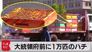 チリ 大統領府前にハチ１万匹（2022年1月5日）