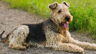 Airedale Terrier dog. Nutrition and History