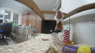 Syrian hamster Mission impossible  360° VR