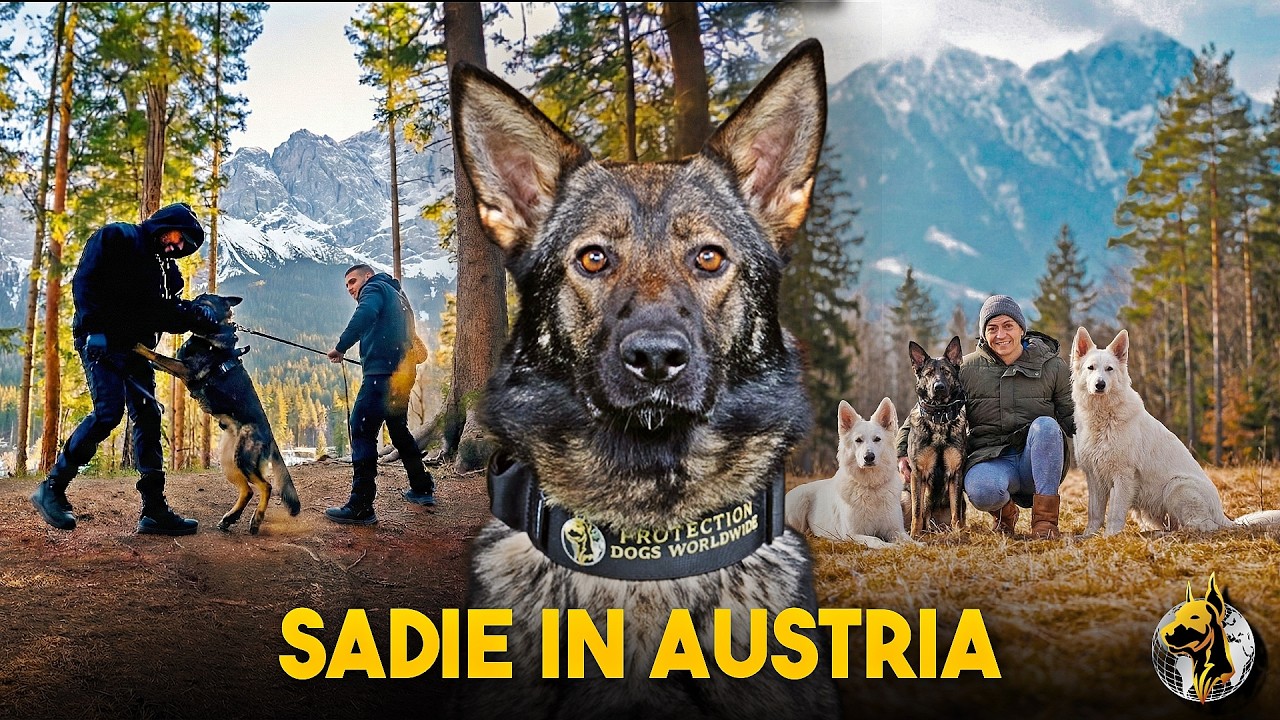 Момент, когда Сэди встретила свою новую семью в Австрии…