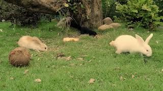 Best Video for Dogs Left Alone πΎ Stop Dog Boredom | Paw Stories 4K