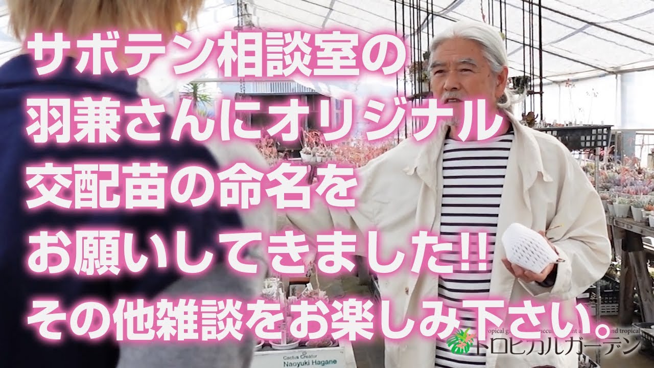 多肉植物】サボテン相談室の羽兼さんにオリジナル交配苗の命名をお願い