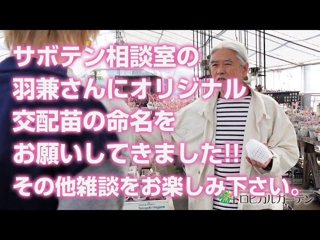 多肉植物】サボテン相談室の羽兼さんにオリジナル交配苗の命名をお願い