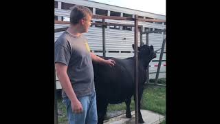 4-H Beef Project