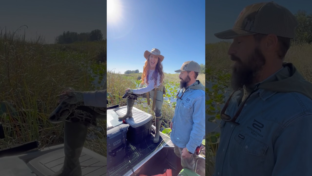 Python Cowboy Explains Worst Snake Musk Incident!🐍 #florida #pythoncowboy #everglades