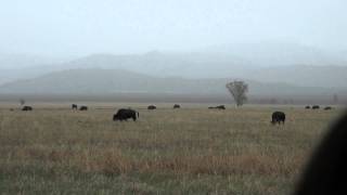 RAW Baby Bisons.m2ts