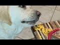 Hungry labrador in pool