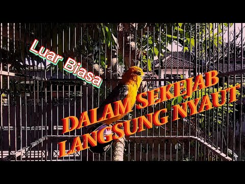 Bikin Cepat Respon | Pancingan Burung Anis Merah Mang Gacor