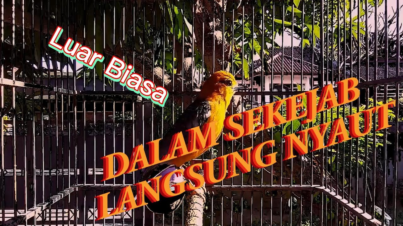 TERUJI dan TERBUKTI | Anis Merah manapun Langsung Nyaut, GACOR dengan Pancingan suara Anis Merah ini