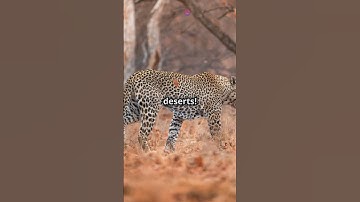 Leopards: Masters of Stealth and Power
