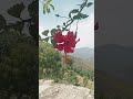 #nature #lifeisbutadream #trending