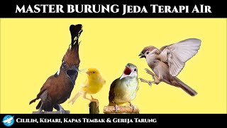 Master, CILILIN, KENARI, KAPAS TEMBAK GEREJA TARUNG Jeda Terapi Air