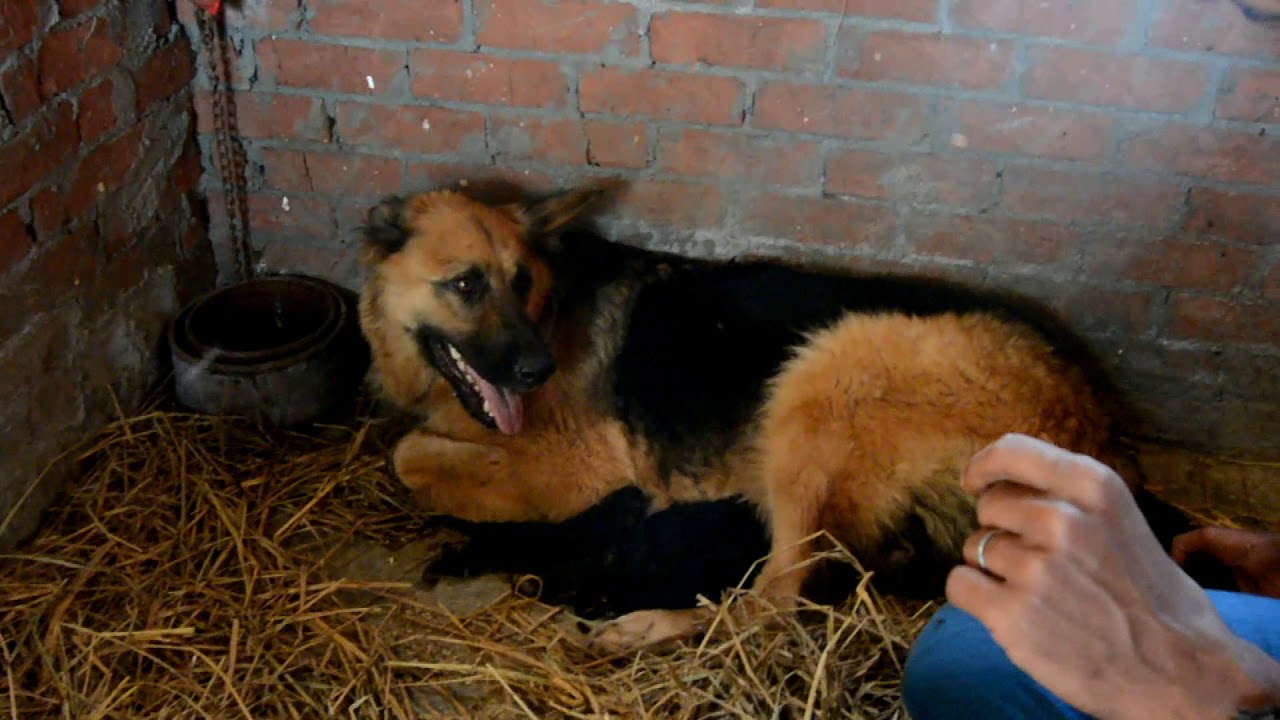 كيفيه الحفاظ على الجراوى / وازاى تهتم بكلبتك الوالده. مع كابتن ابونور