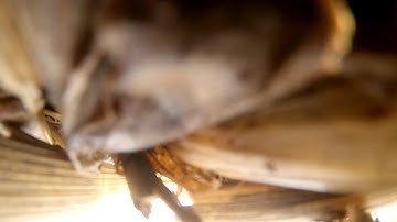 Martian II 220 Death Roll and fall